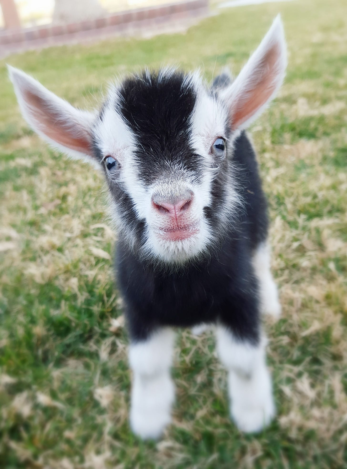 Mini Goat | Cute goats, Goats funny, Funny animals