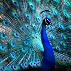 A peacock "showing off" just like humans 