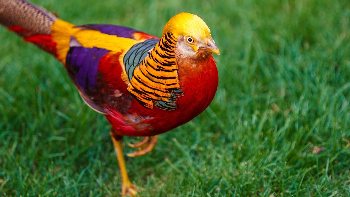 American Museum of Natural History on Twitter: "The Golden Pheasant is here  to provide some inspiration for your 2021 vision board. It inhabits montane  forests in western China, where it tends to