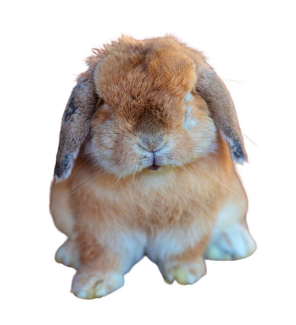 Holland lop rabbit