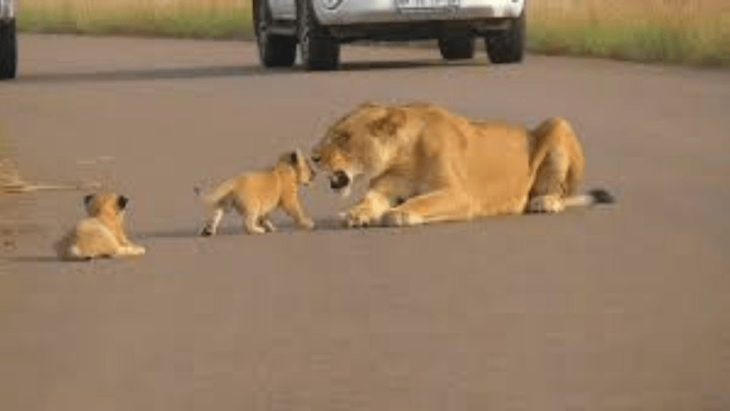 Kruger National Park