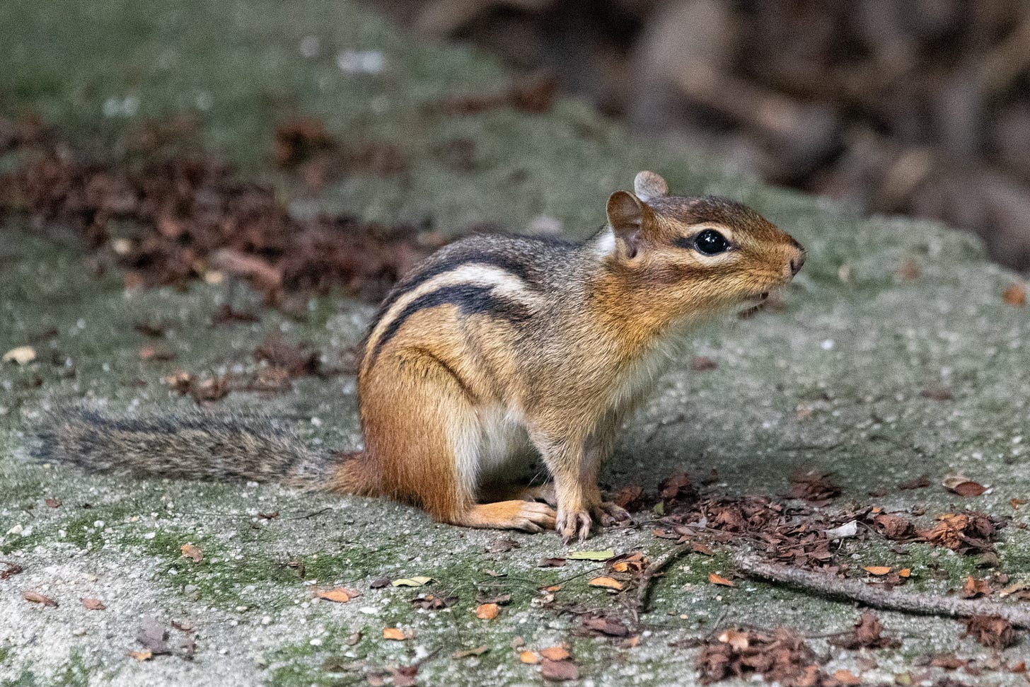 A chipmunk sits on a stone wall, with its tail flat behind it