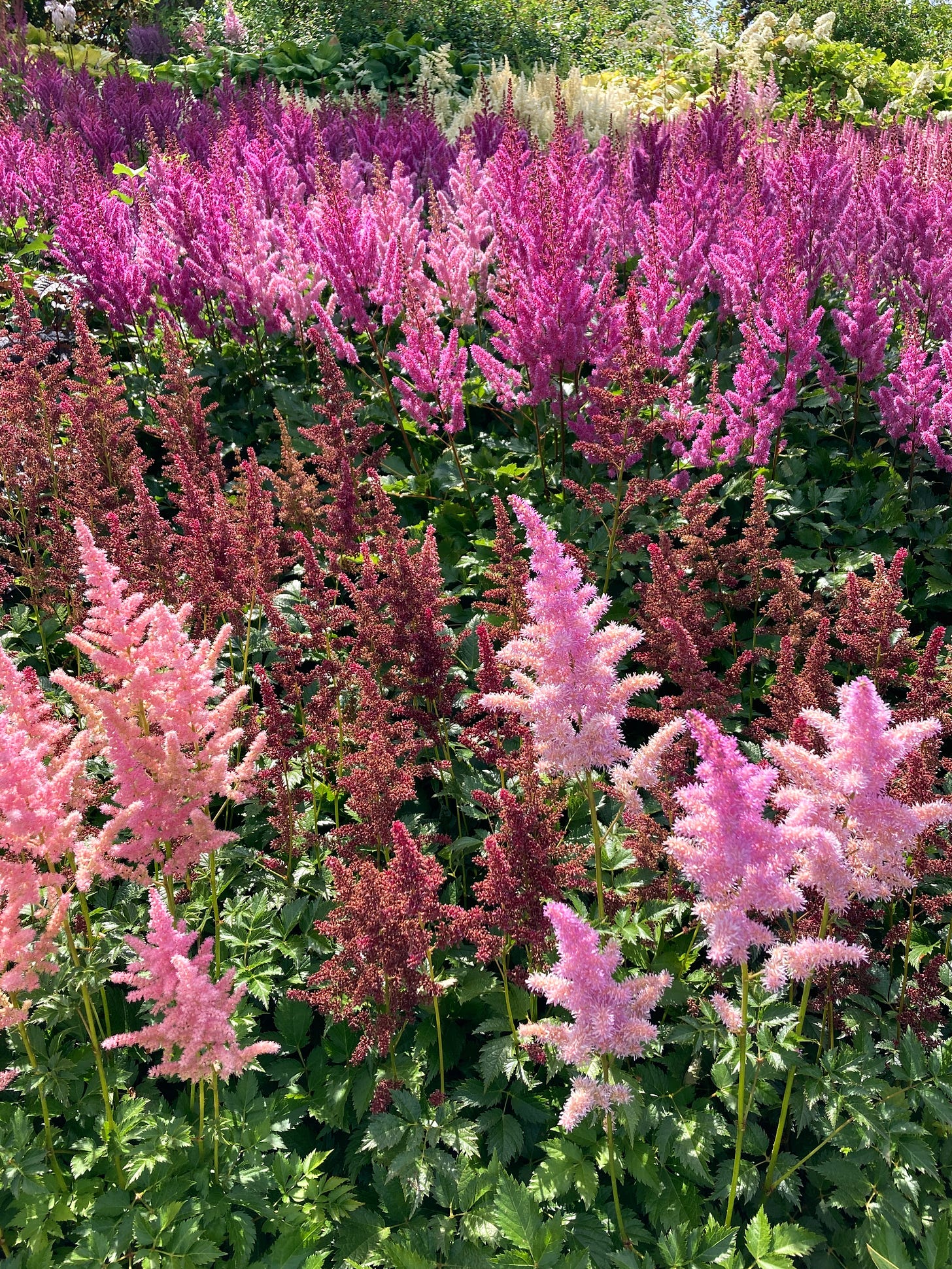 Photo of pink flowers from Vancouver's VanDusen Botanical Garden
