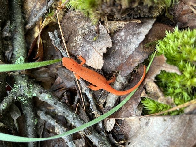 Red Eft in the Forest 