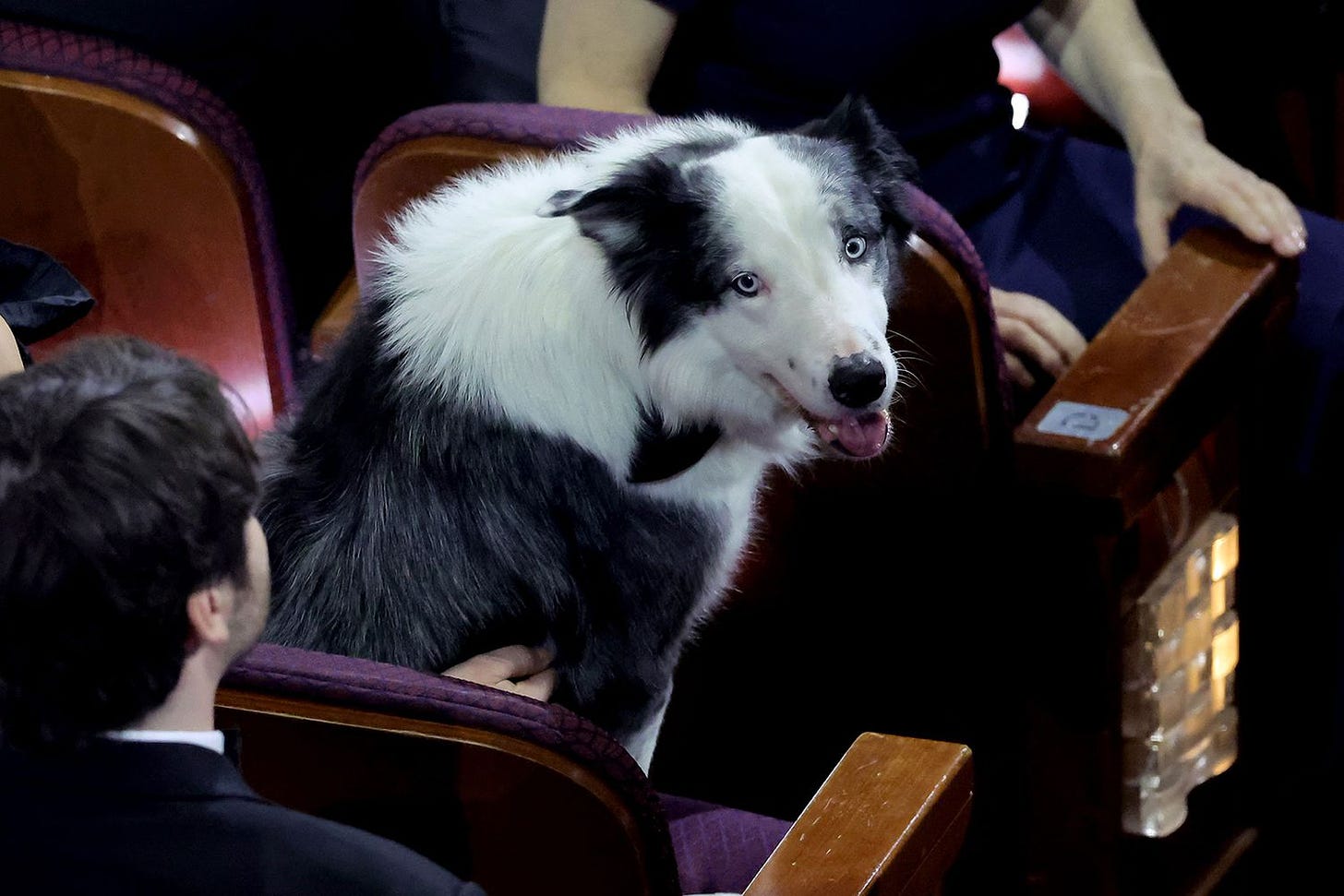 Messi the dog from 'Anatomy of a Fall' got his own seat at Oscars 2024