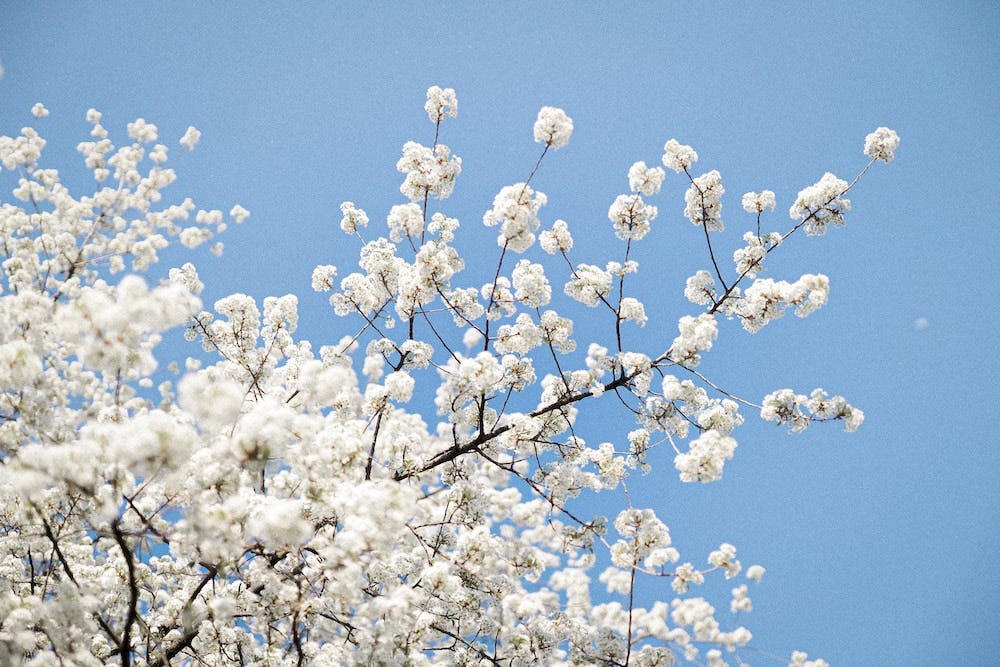 White cherry blossom against a bright blue sky