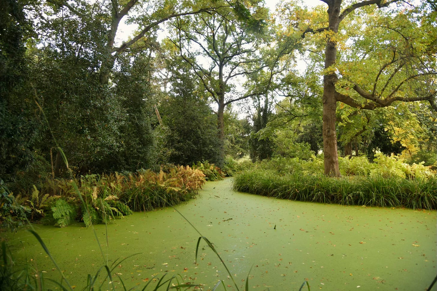 A tranquil scene in the Berggarten, Hannover, Germany, featuring lush green trees and a small body of water covered with green algae. The image captures a peaceful balance between nature’s resilience and softness. (Photo: Jay Siegmann)