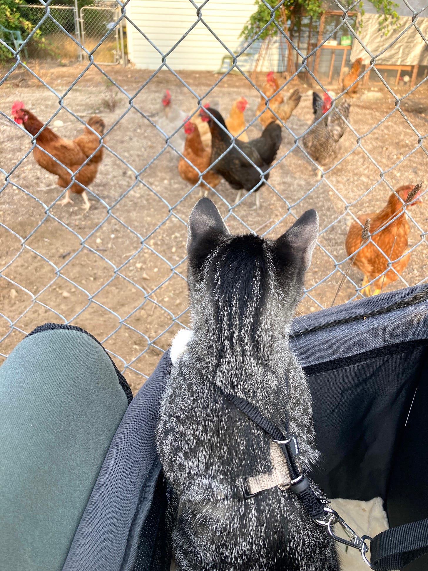 Photo of my kitten meeting the neighbor chickens