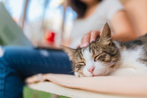 close-up photo of young woman using laptop and stroking her cat while her cat taking nap next to her in backyard at home - coffee cat stock pictures, royalty-free photos & images