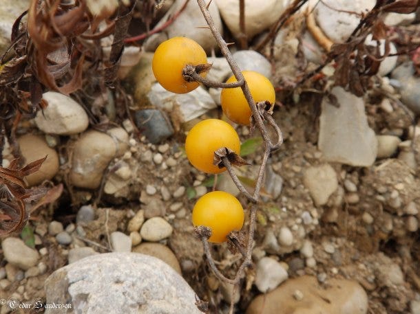 Solanum spp berry