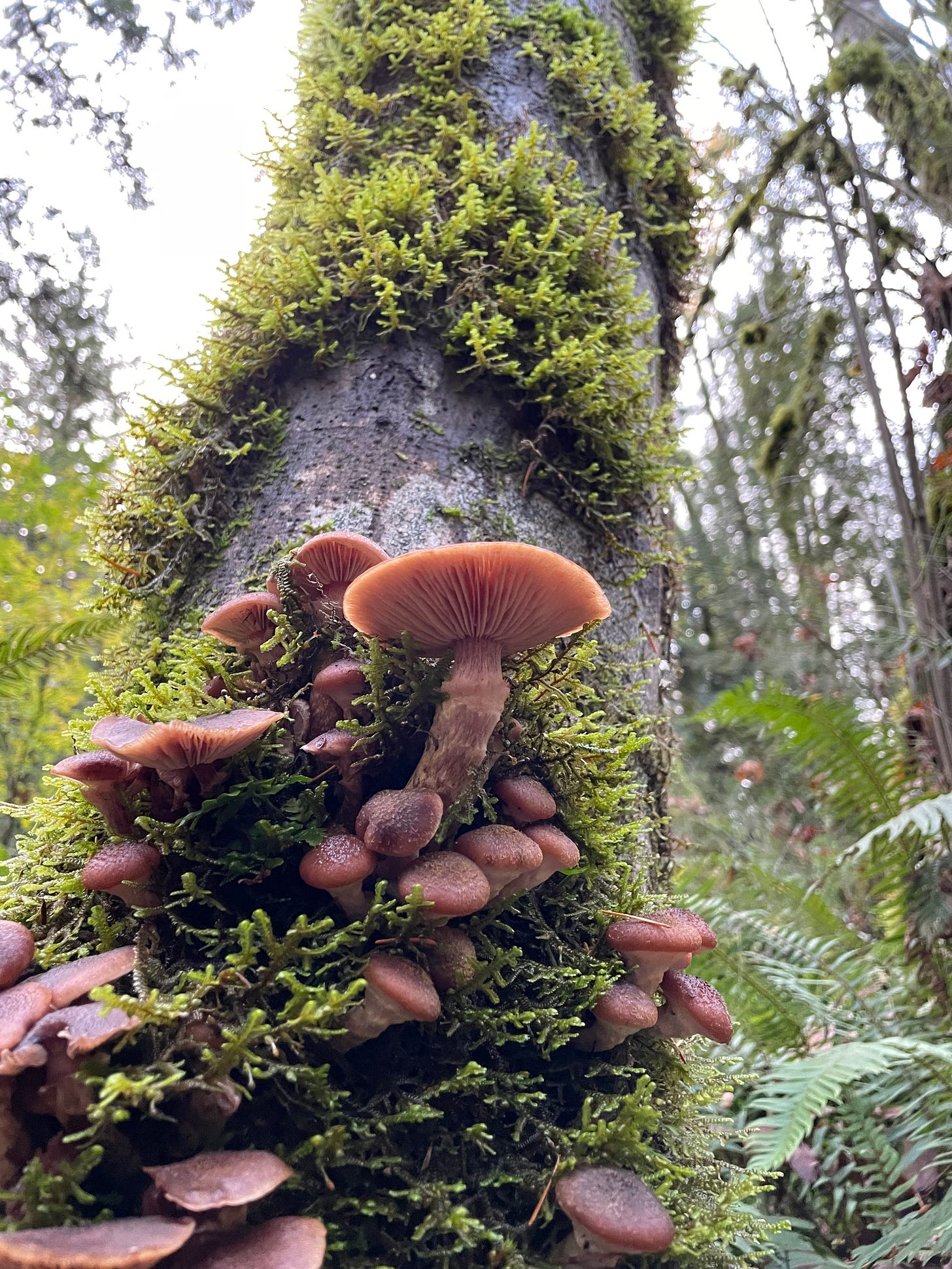 a brown tree with bright green moss covering it is also home to a large clump of reddish brownish mushrooms growing up towards the sky