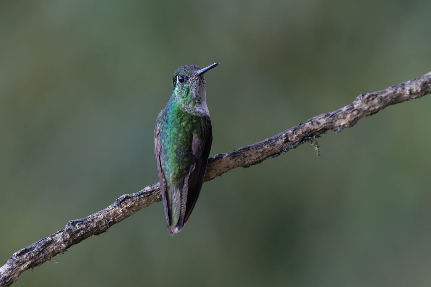 a hummingbird perched on a stick facing the viewer showing off its green back and pale belly.