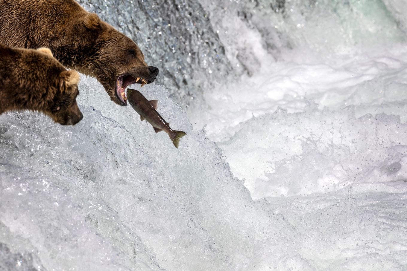 A brown bear snags a sockeye salmon in Alaska. (John Moore/Getty Images)