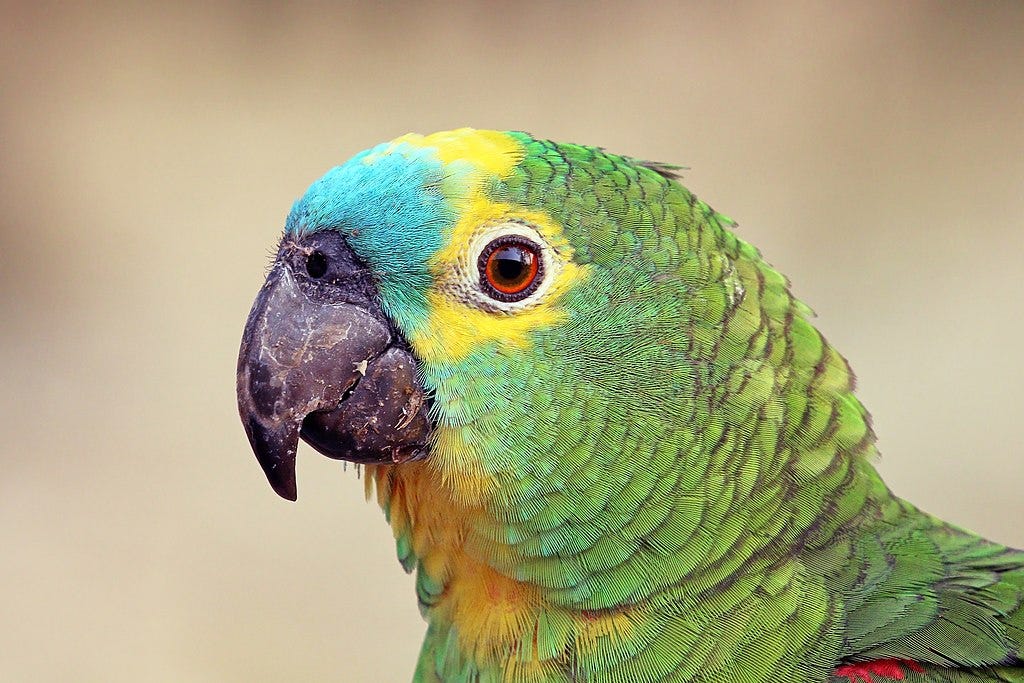Close-up profile shot of the head of a turquoise-fronted amazon parrot, who is looking directly at the camera lens. Its feathers are golden yellow on its throat below the beak, turquoise above the beak, lemon yellow around the eye and on the top of the head, and yellowish green elsewhere. Its beak is sharply hooked, mottled black and dark-brown; a nostril is visible on the dark skin above. An unfeathered ring of whitish skin surrounds the dark circle of its eyelids, inside which its iris is a bright burnt orange.