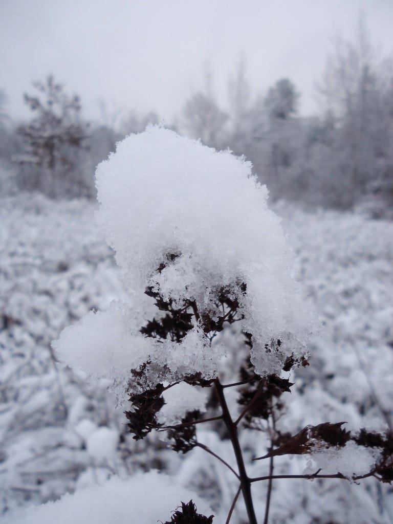 anow on spirea