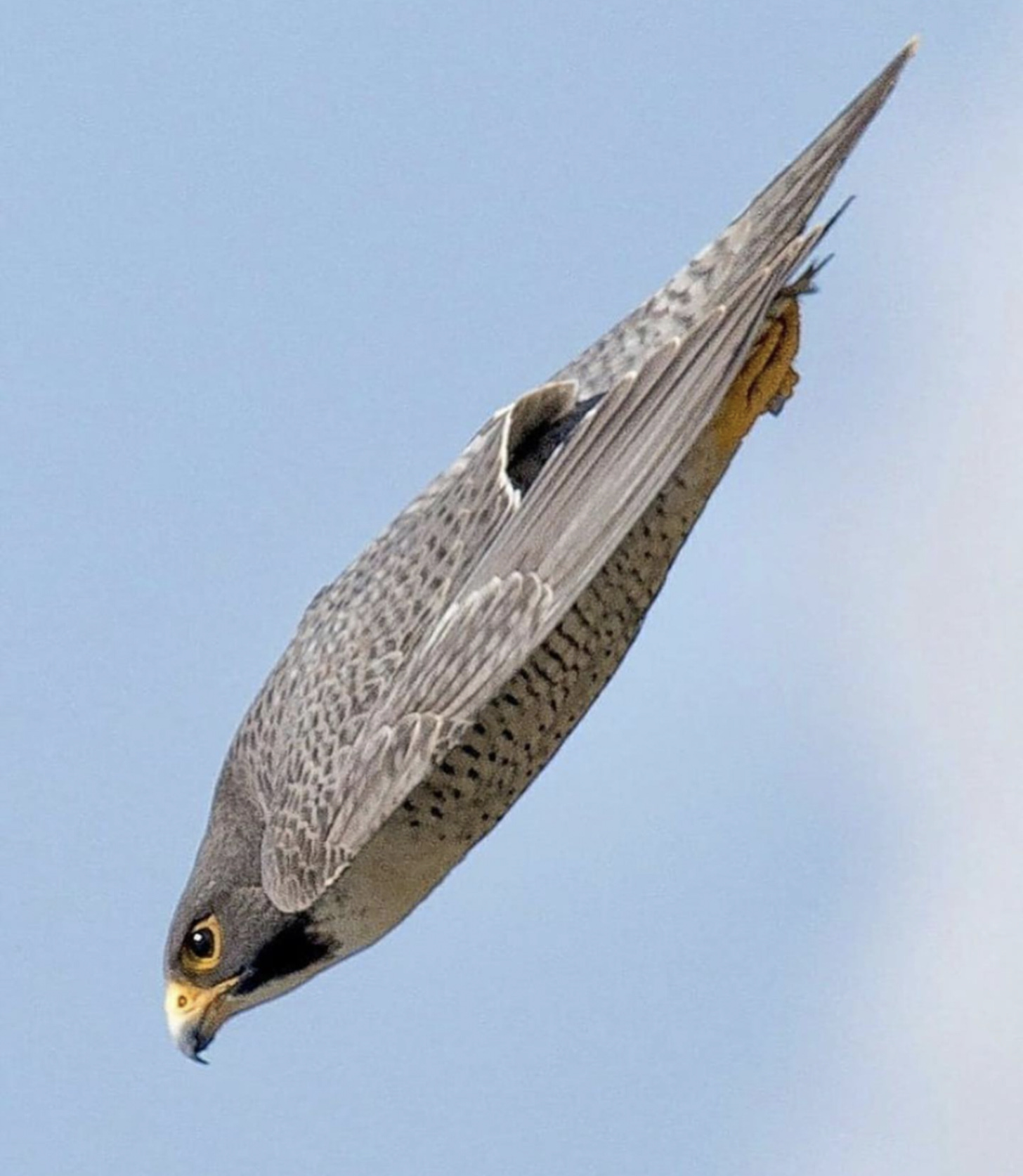 🔥 A Peregrine Falcon doing a dive bomb. : r/NatureIsFuckingLit
