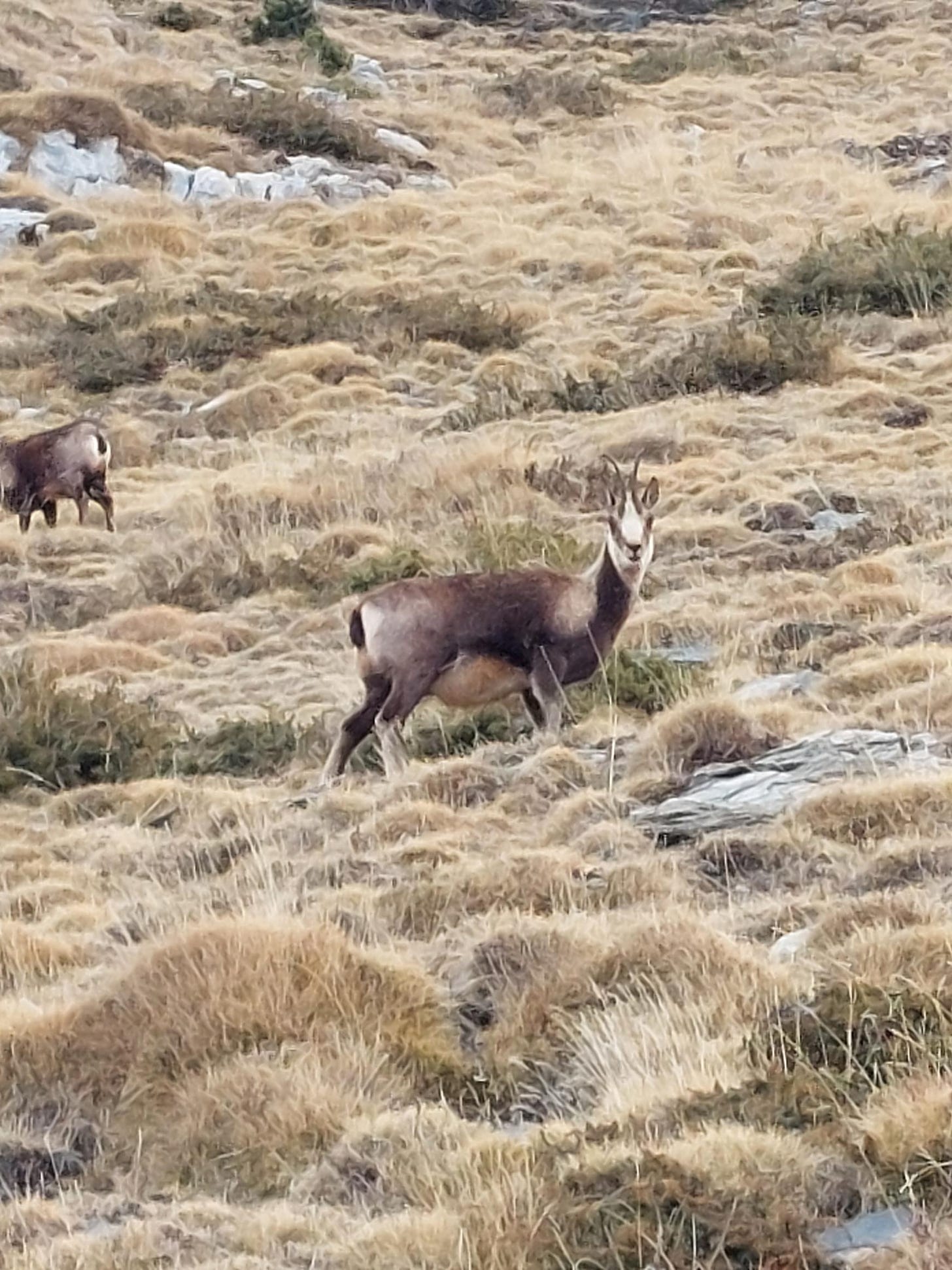 An isard (Pyrenean chamois) enjoys the freezing cold winds of  Vall de Núria