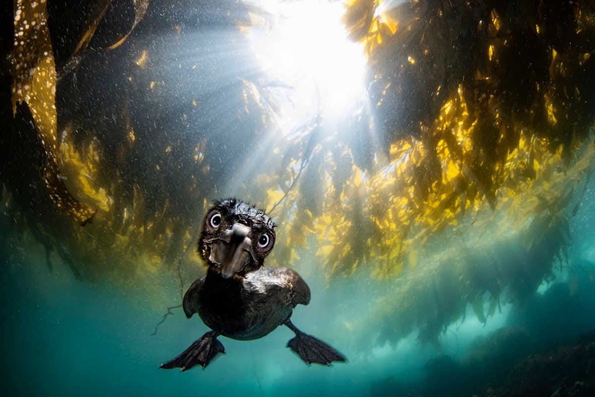 un cormorán sumergiéndose entre las algas de kelp, fotografiado y mirando directamente a la cámara