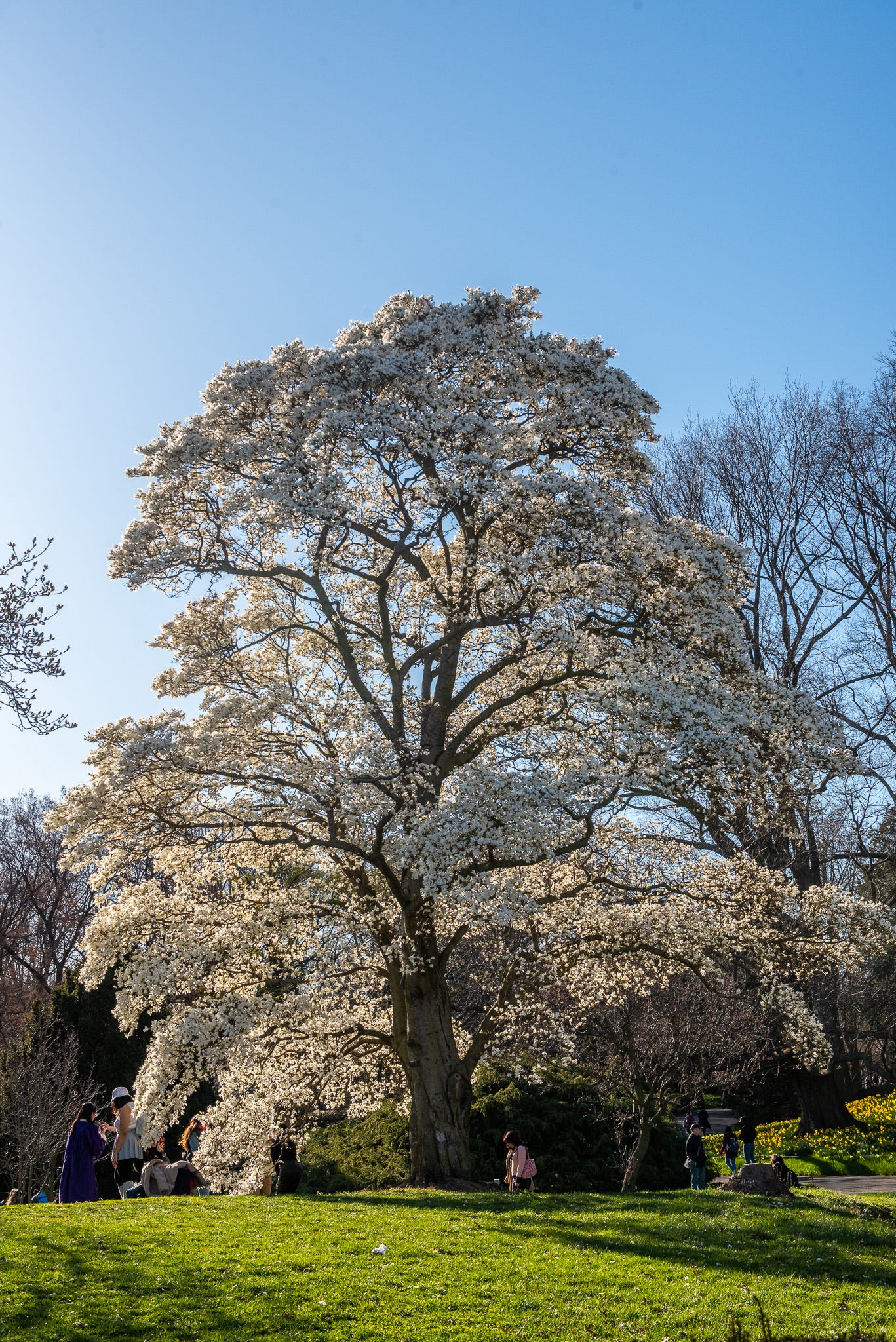 ID: A stately white flowering magnolia specimen, standing tall against a blue sky