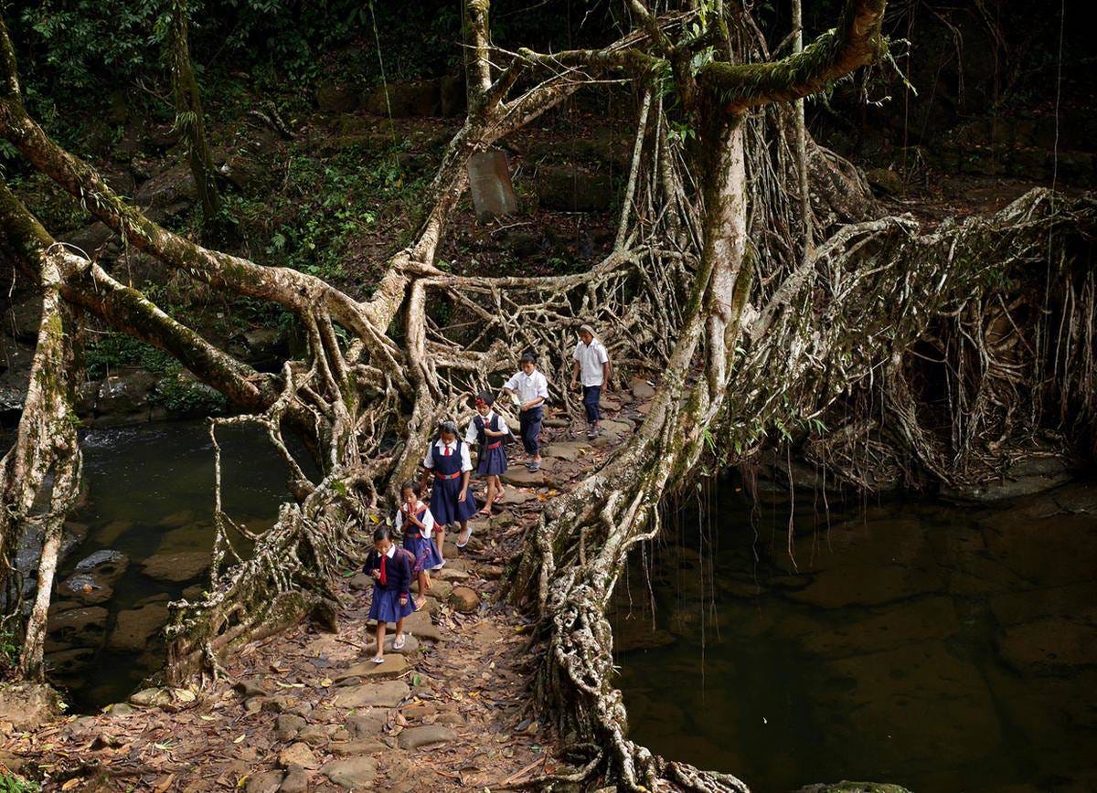 living bridge 3