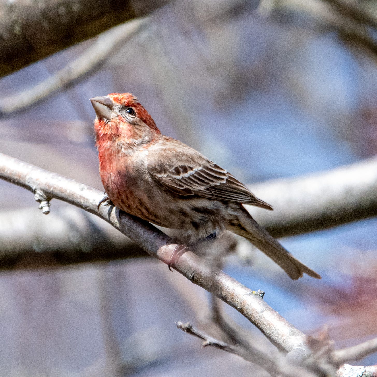 A house finch, with red crown, chin, and breast, looking up toward the sun in cobra pose