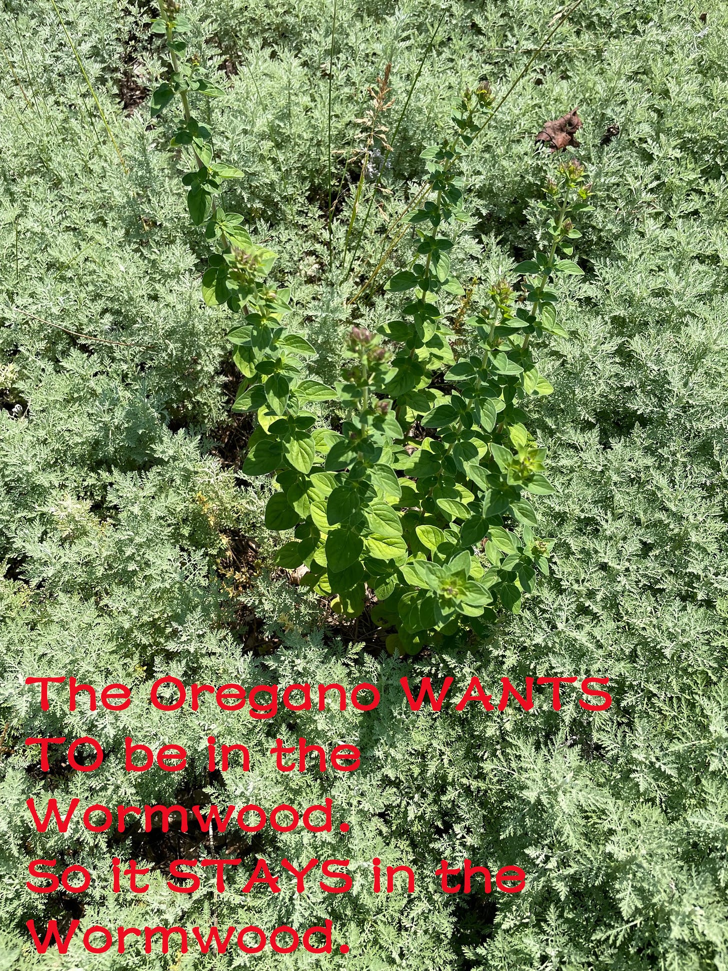 oregano planted itself in the middle of wormwood