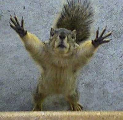 https://2.bp.blogspot.com/_f98opUNuVXc/TLmjp2NjHWI/AAAAAAAATKA/ui85-g1tRcE/s400/squirrel.jpg