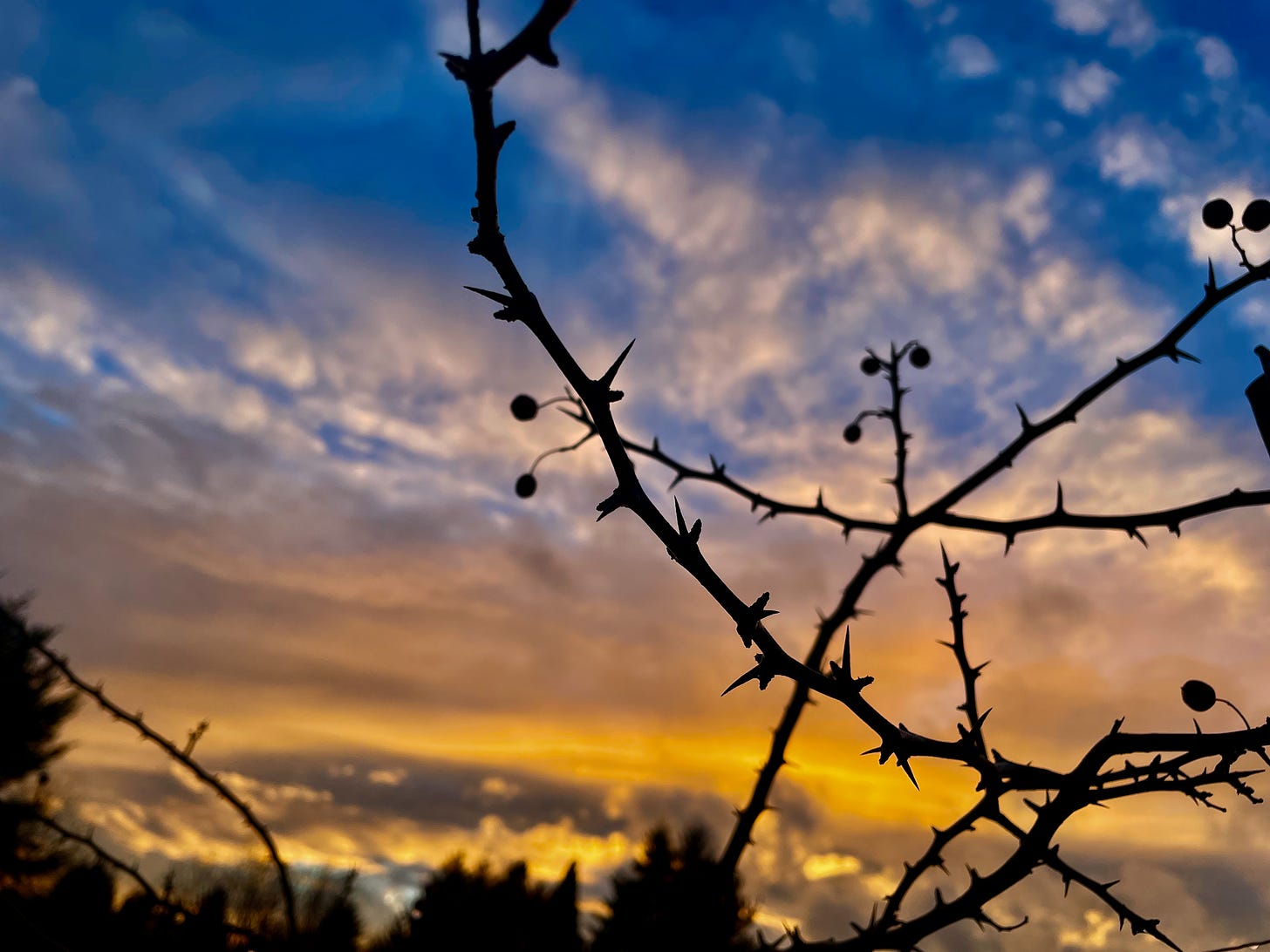thorny branch against a sunset