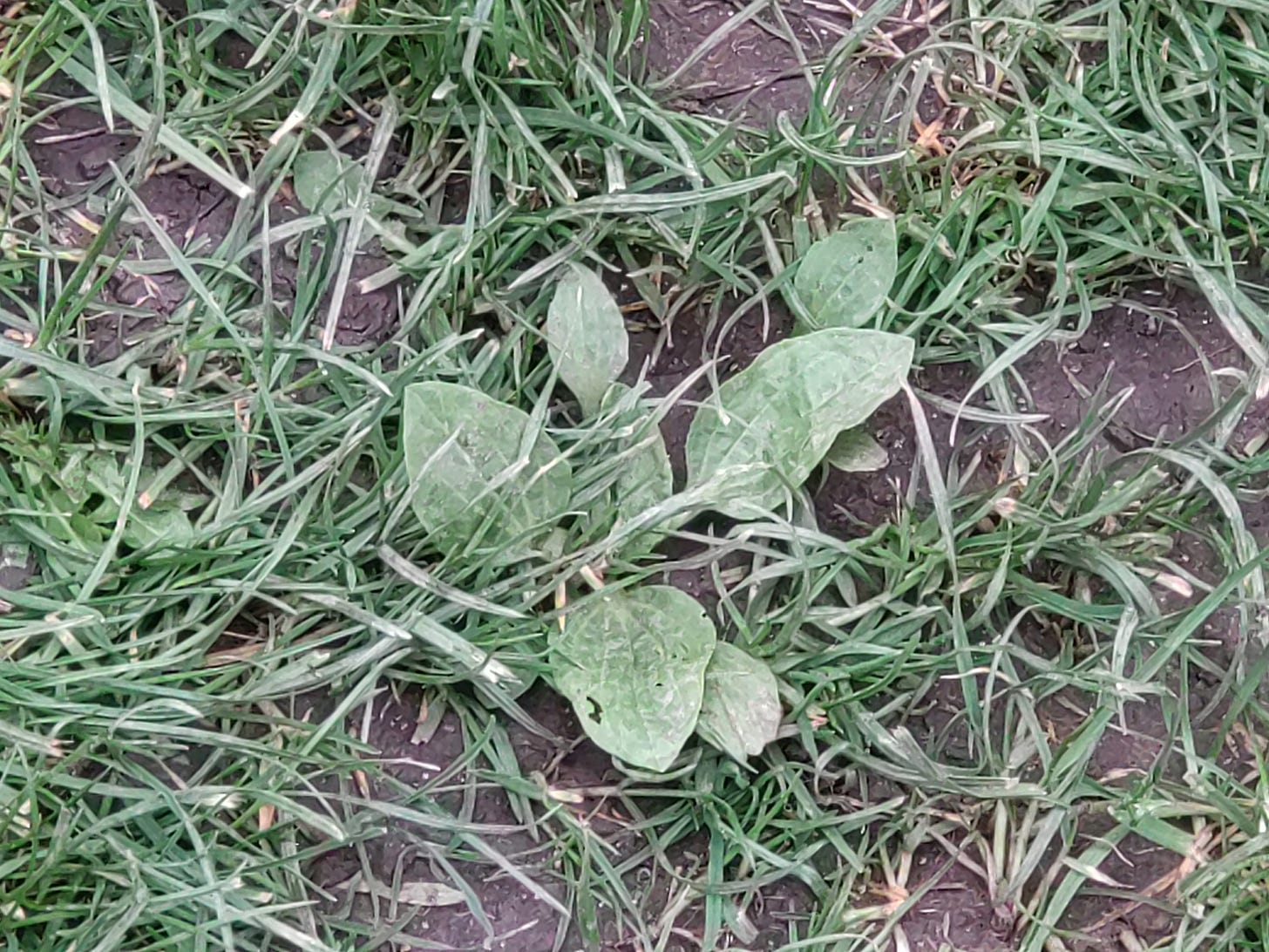 Broadleaf plantain