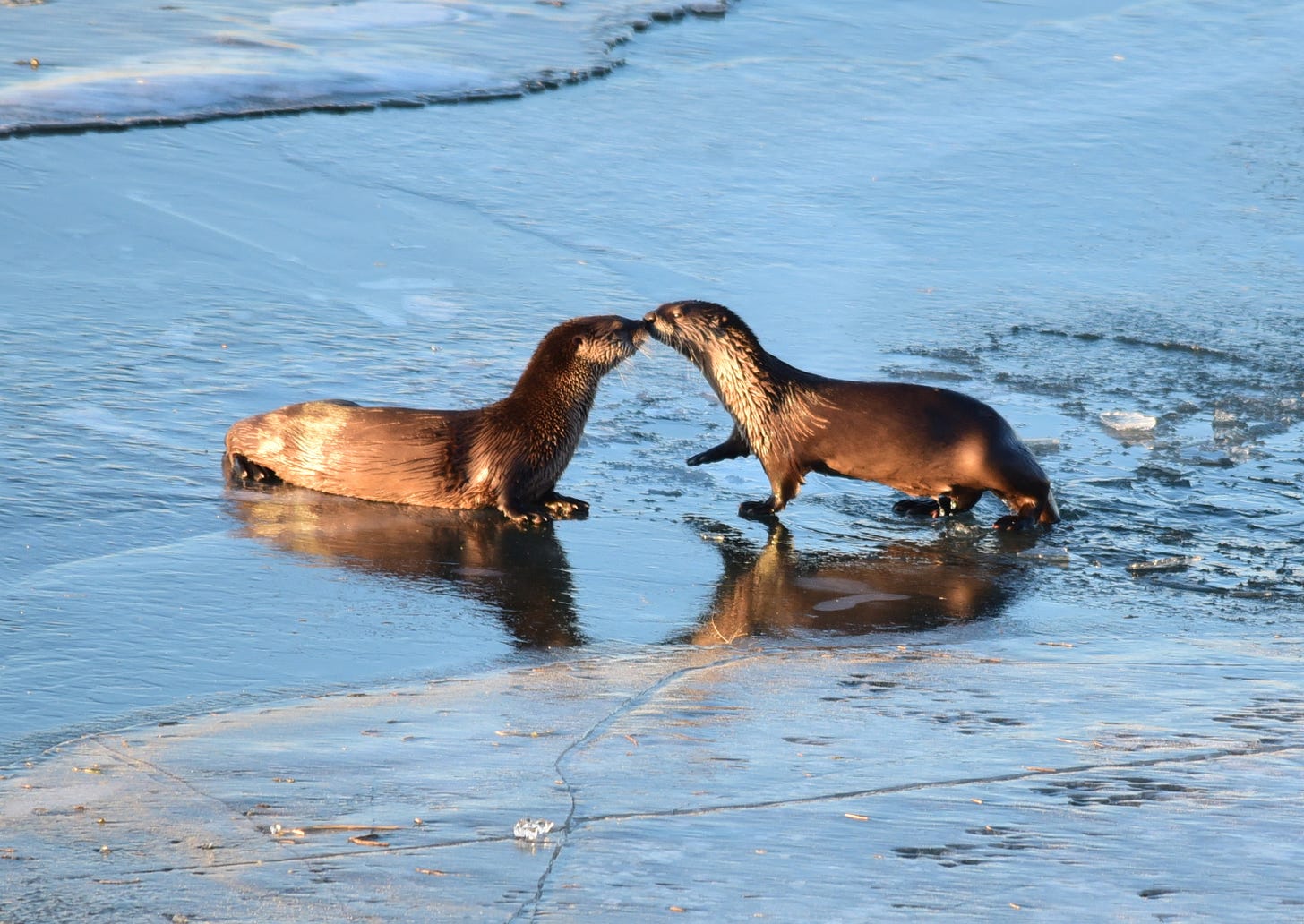 North American river otters at Seedskadee National Wildlife Refuge. Two otters stand by the river bank. They seem to be kissing.