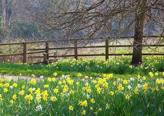 Daffodils Alongside A Footpath Print by Nigel Burkitt