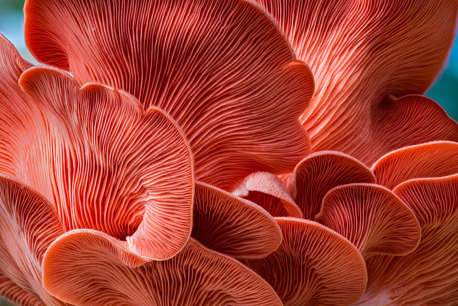Bright picture of fruiting mushroom bodies