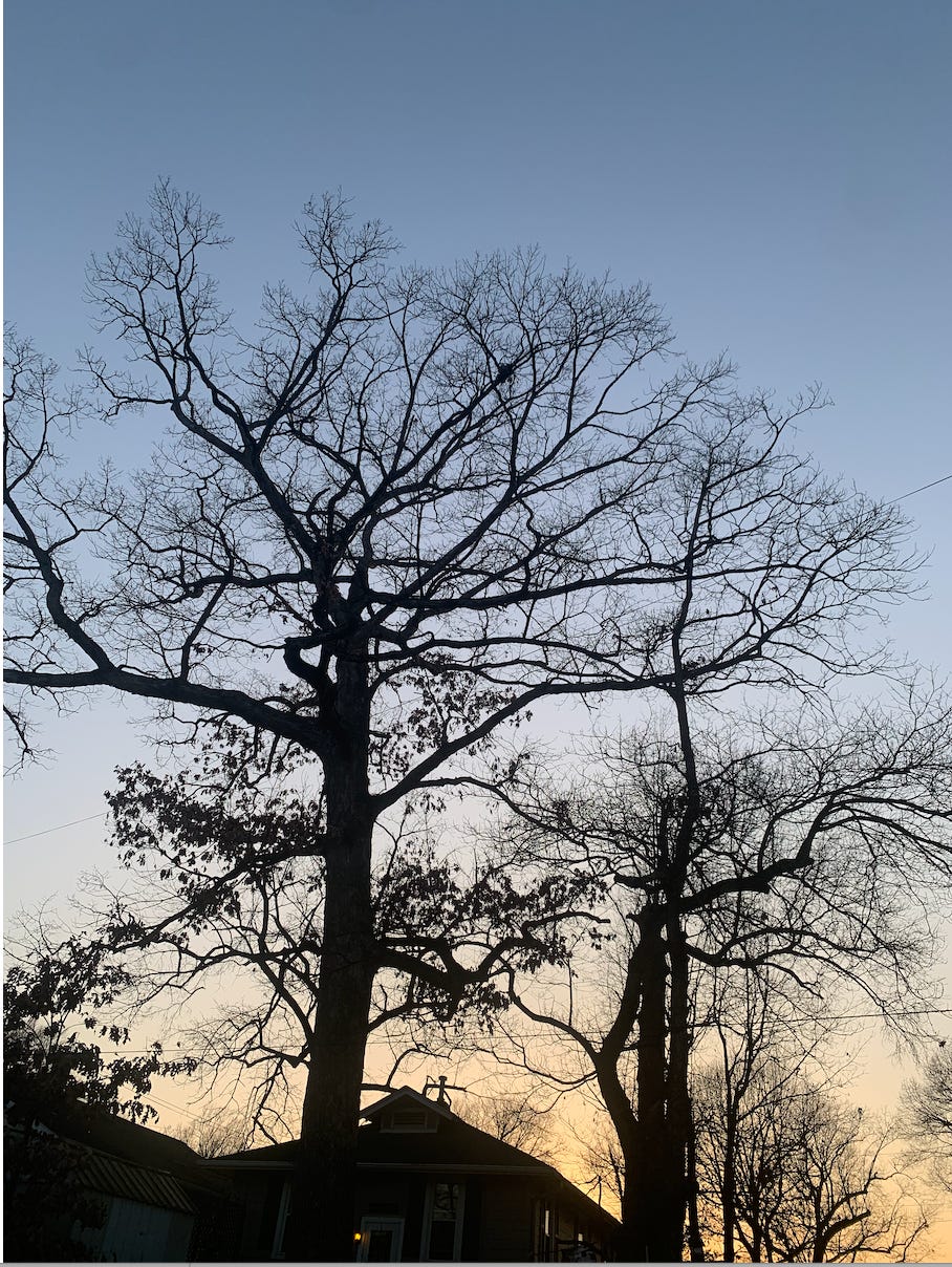 two barren oak trees in front of a grey-blue sky at sunset