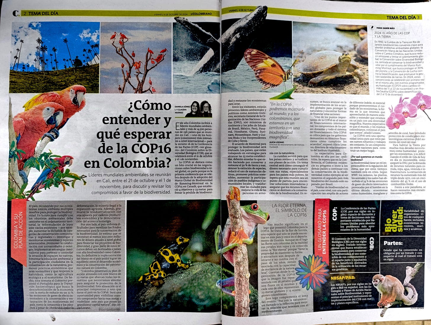 A two-page spread from El Colombiano, introducing locals to COP16 in Cali this year.