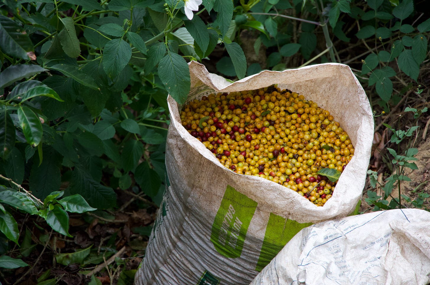 Yellow and red coffee cherries fill a white sack nearly to the brim. The sack is on the ground in front of a green viny bush with white flowers.