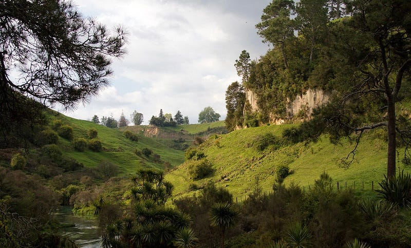 Scenery in New Zealand’s North Island of rolling greens.