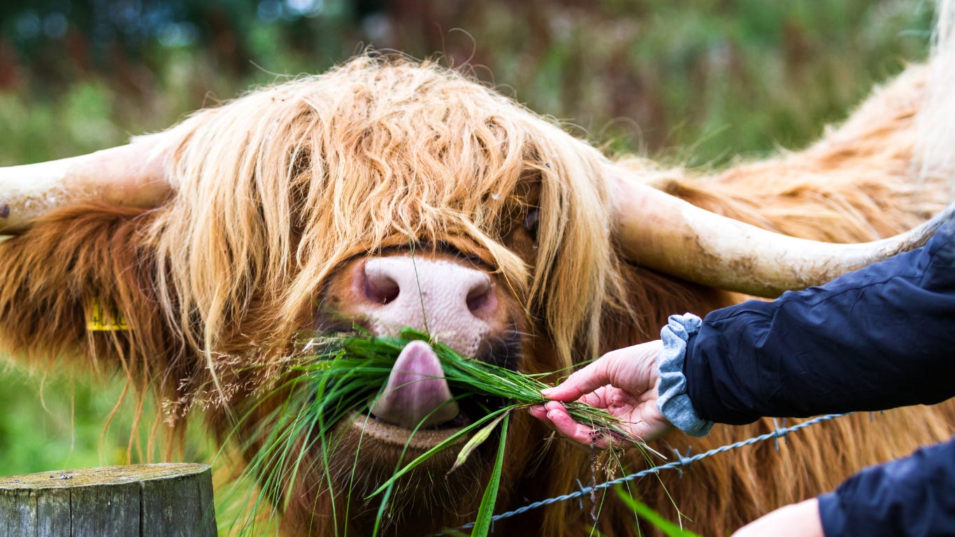 What Celtic Zodiac does The Bull represent?