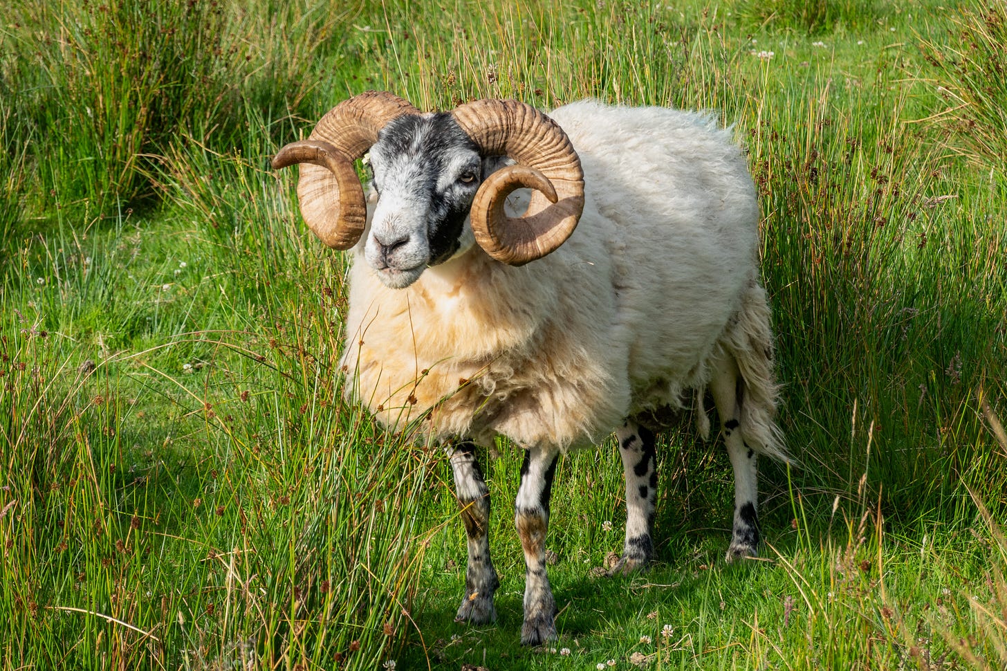 A blackface tup (male sheep) © Felicity Martin
