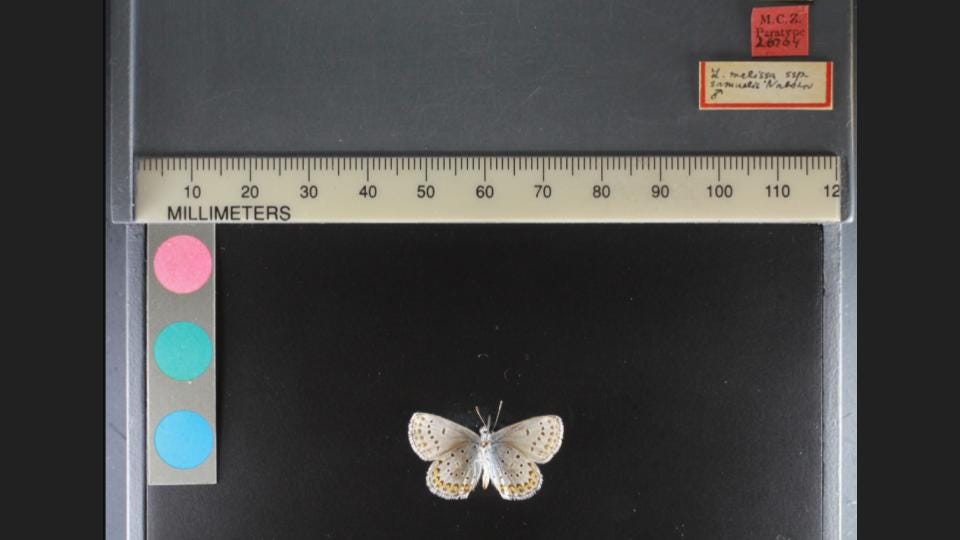 Butterfly specimen with millimeter-scale ruler, color dots, and handwritten labels that say “M.C.Z. Paratype 26764” and “L. melissa ssp. Samuelis Nabokov [male symbol]”