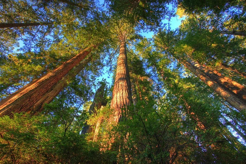 Coast redwood trees are adaptable marvels in a warming world