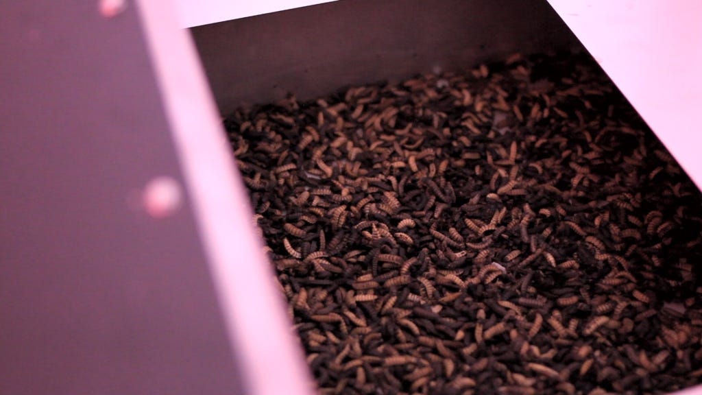 Entocycle uses larvae to fuel a more sustainable food chain | TechCrunch