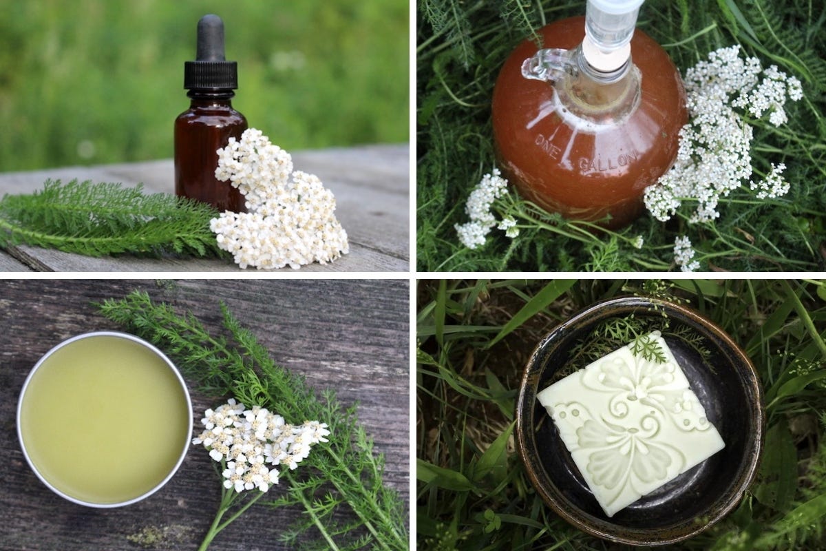 Herbal Preparations of Yarrow