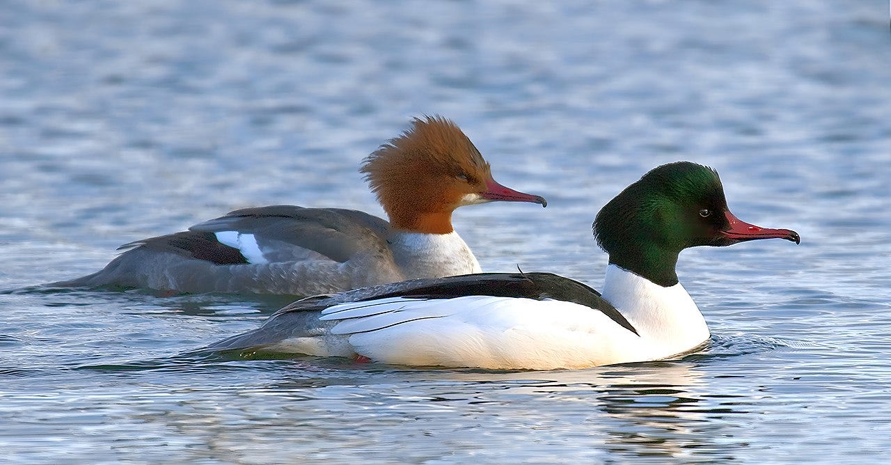male and female common mergansers on the water