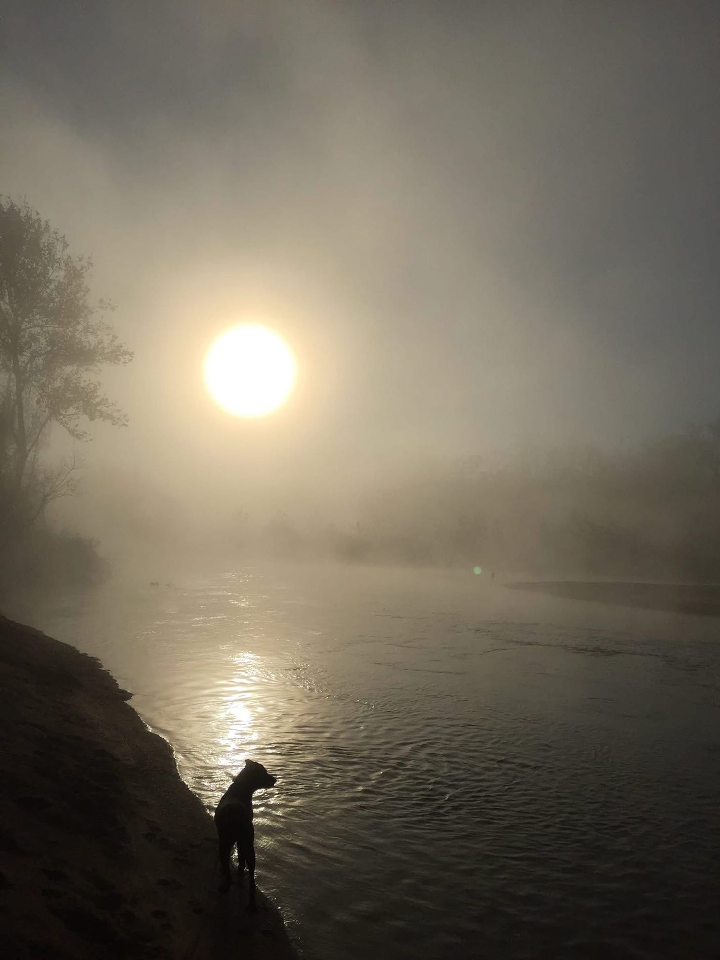 Sun rising over fog on the urban river, blackmouth cur silhouetted in the foreground.