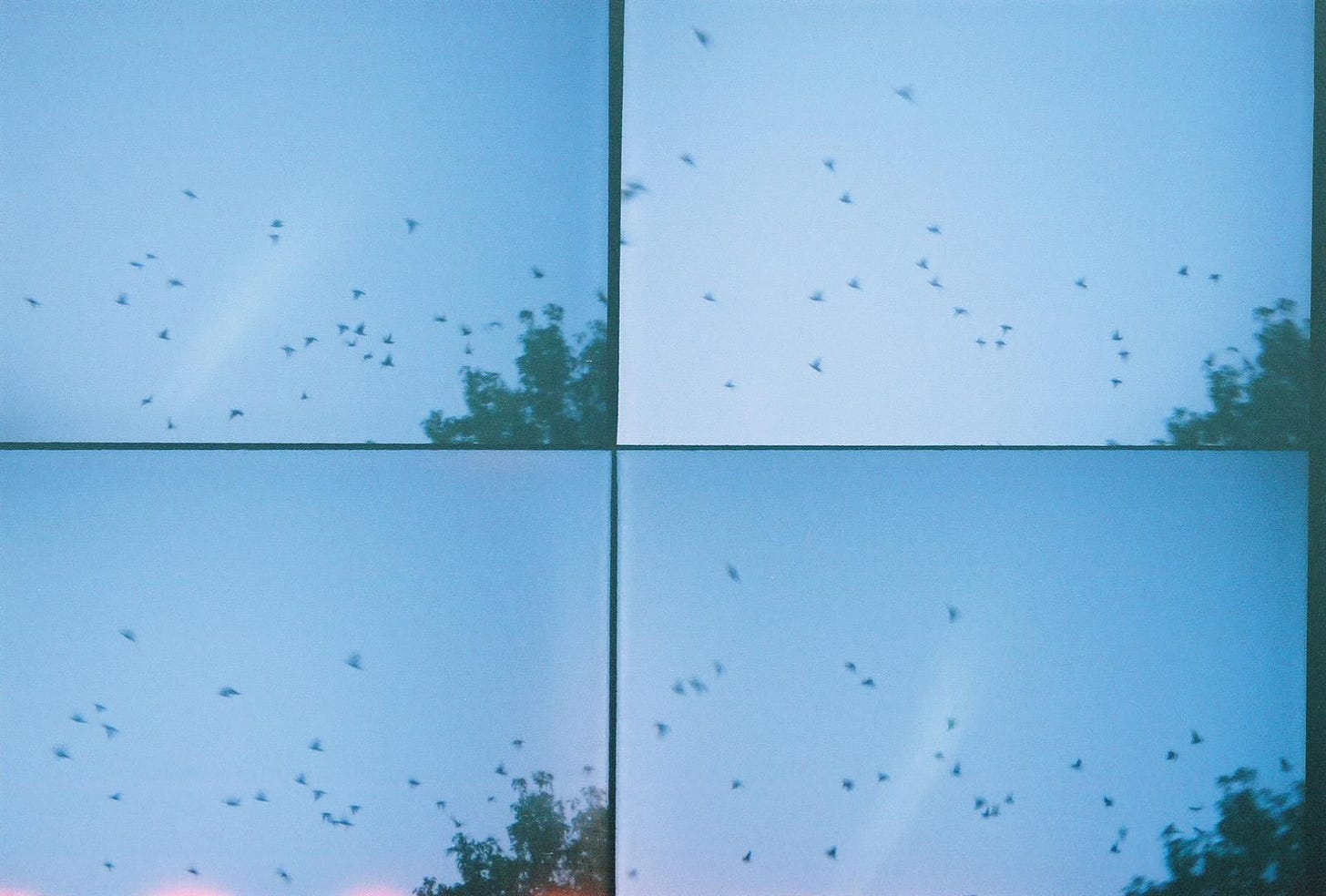 A four-framed photo of birds flying against a blue sky.