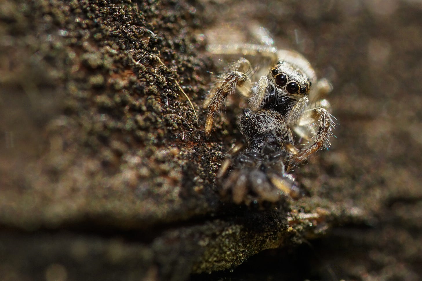 A jumping spider eating what appears to be another jumping spider, but in a cute way
