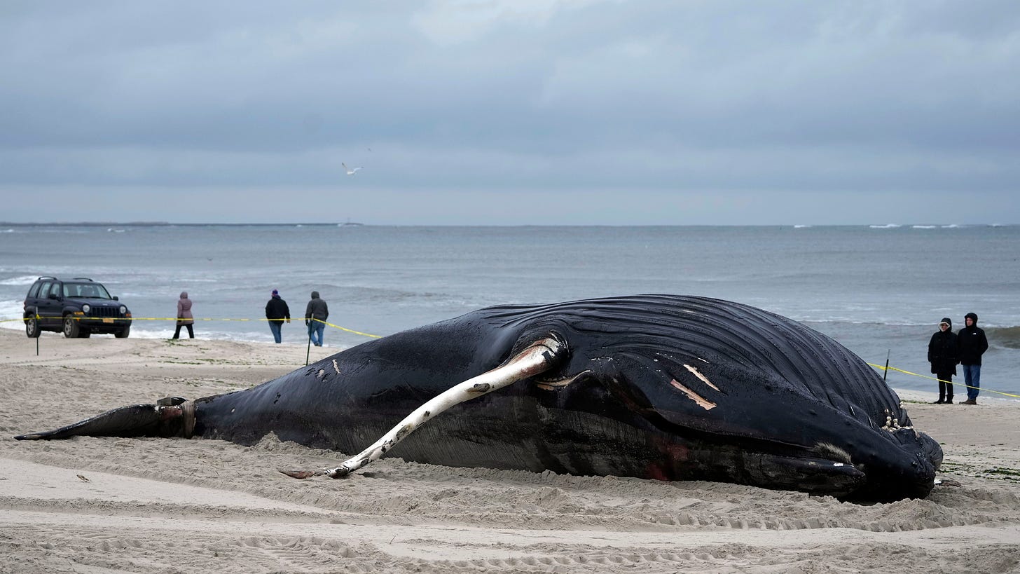 Dead whales on east coast fuel misinformation about offshore ...