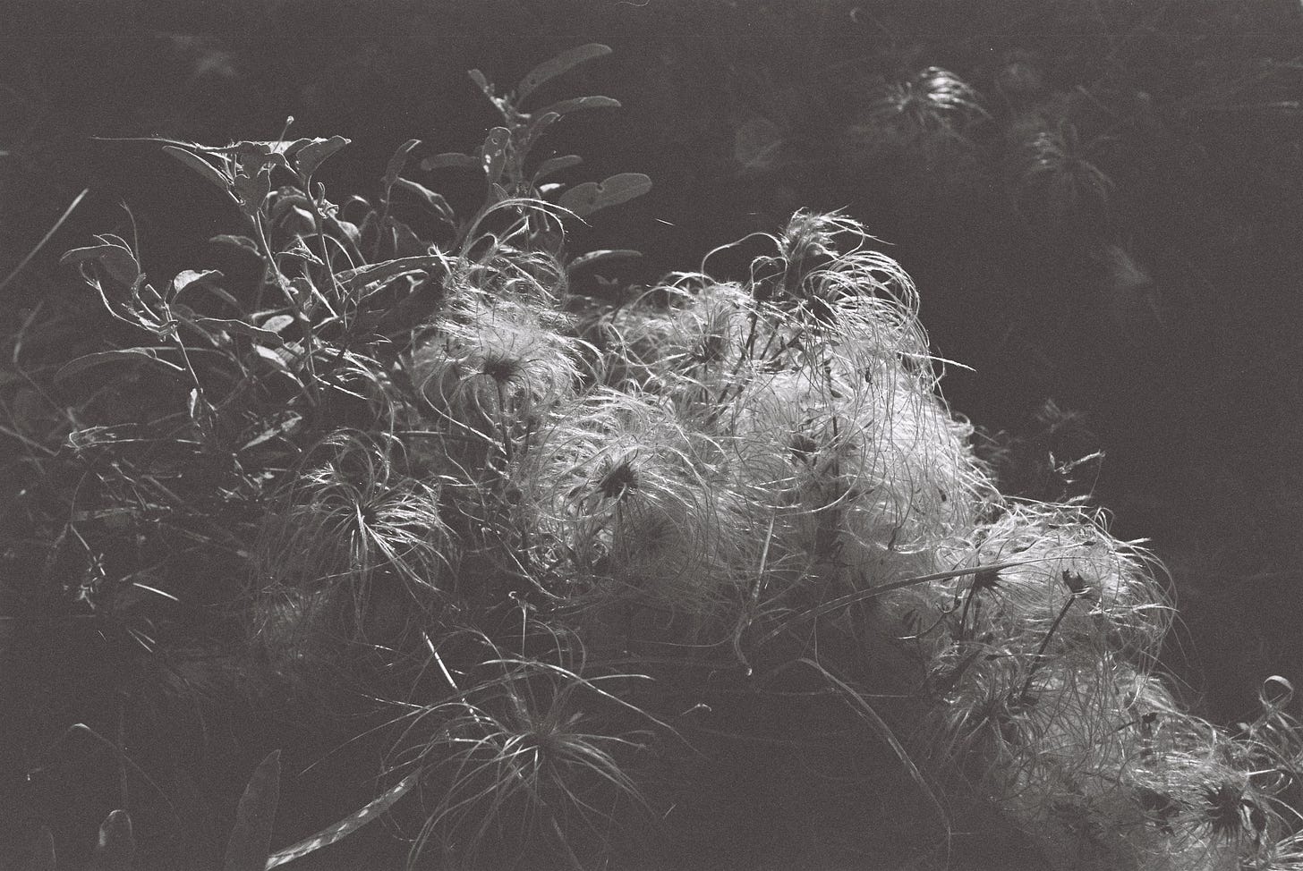 Black and white photo of the plant known as old man's beard