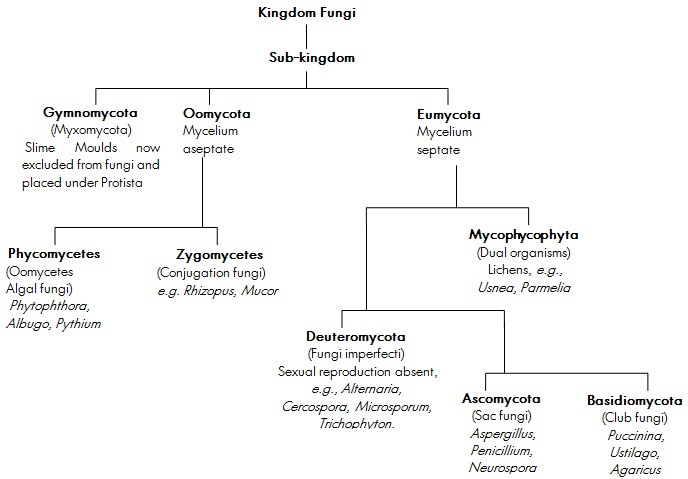 Kingdom Fungi: Characteristics, Classifications, Concepts, Videos, Q&As