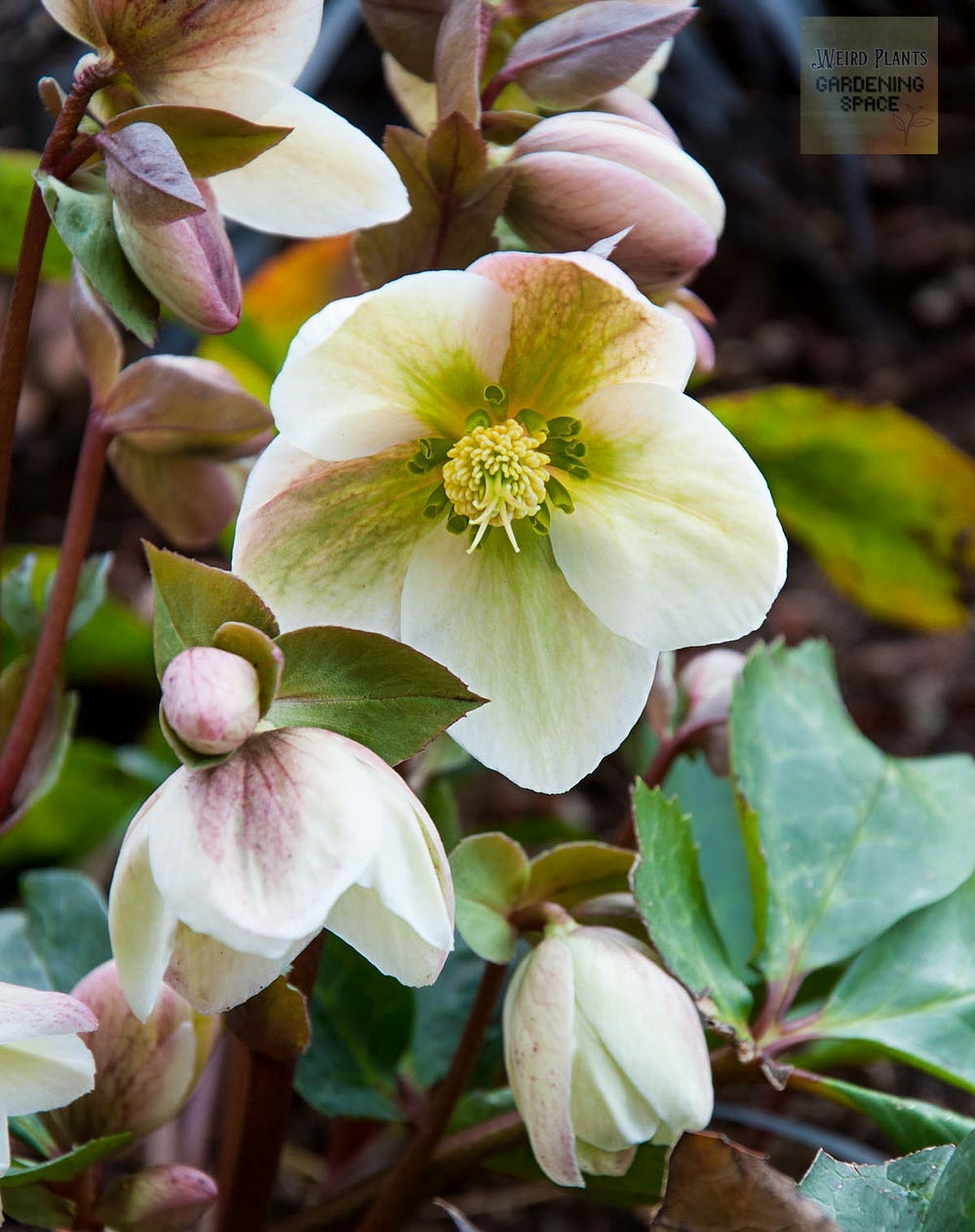 Helleborus flower